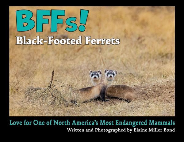 Produktbild: BFFs! Black-Footed Ferrets (Paperback)