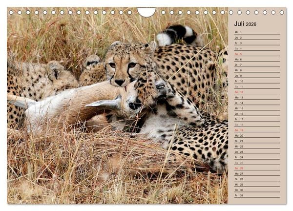 Produktbild: Geparden - Ein Leben in Afrika (Wandkalender 2026 DIN A4 quer), CALVENDO Monatskalender