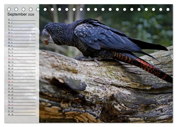 Produktbild: Papageien. Bunt, laut und klug (Tischkalender 2026 DIN A5 quer), CALVENDO Monatskalender