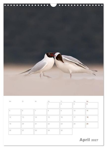 Produktbild: M&ouml;wen - die V&ouml;gel der K&uuml;ste (Wandkalender 2027 DIN A3 hoch), CALVENDO Monatskalender