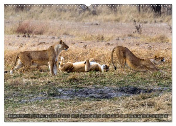 Produktbild: Botswana &ndash; Landschaft und Tierwelt (Wandkalender 2026 DIN A2 quer), CALVENDO Monatskalender