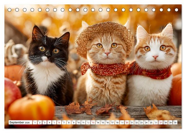 Produktbild: Katzenkalender - S&uuml;&szlig;e Katzen begleiten dich durch alle Jahreszeiten (Tischkalender 2026 DIN A5 quer), CALVENDO Monatskalender