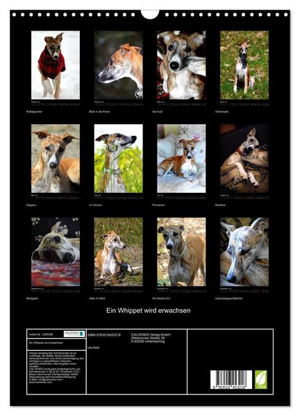 Produktbild: Ein Whippet wird erwachsen (Wandkalender 2026 DIN A3 hoch), CALVENDO Monatskalender