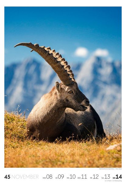 Produktbild: Natur Wochenkalender 2027