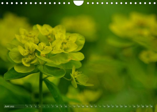 Produktbild: Alle Farben Gr&uuml;n (Wandkalender 2022 DIN A4 quer)
