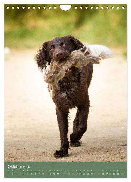 Produktbild: Deutsch Langhaar Butz - Jagdhund mit Passion und Herzblut (Wandkalender 2026 DIN A4 hoch), CALVENDO Monatskalender