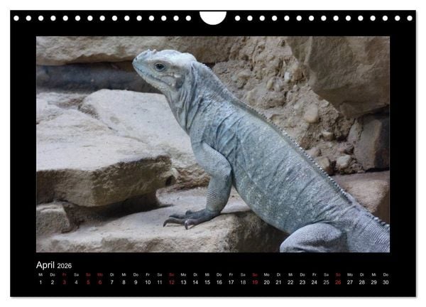Produktbild: Faszinierende Reptilien (Wandkalender 2026 DIN A4 quer), CALVENDO Monatskalender