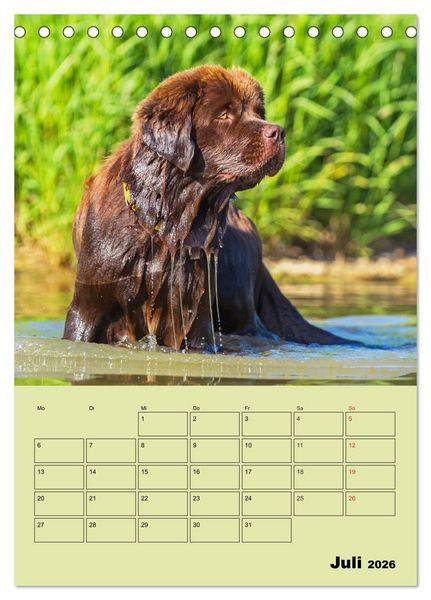 Produktbild: B&auml;rige Freunde - Familienplaner Brauner Neufundl&auml;nder (Tischkalender 2026 DIN A5 hoch), CALVENDO Monatskalender