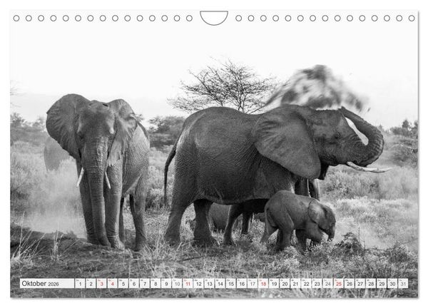 Produktbild: Emotionale Momente: Elefanten in black & white (Wandkalender 2026 DIN A4 quer), CALVENDO Monatskalender