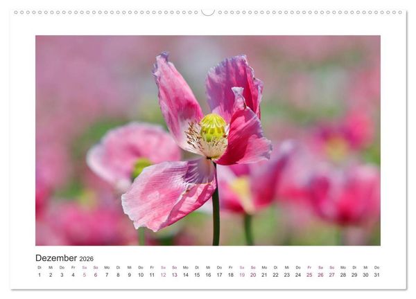 Produktbild: Mohn, Bl&uuml;tenzauber in Rosa, Pink und Wei&szlig; (Wandkalender 2026 DIN A2 quer), CALVENDO Monatskalender