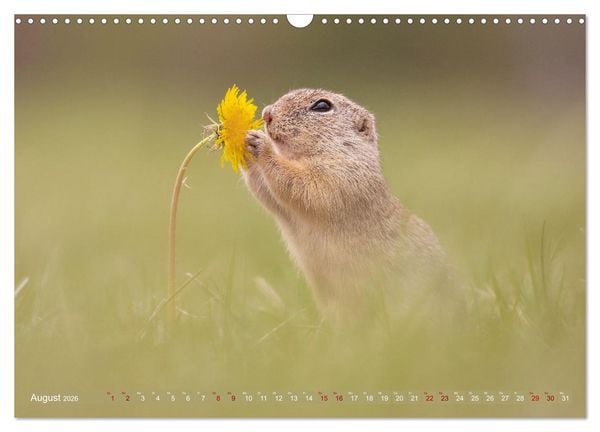 Produktbild: Zauberhafte Ziesel (Wandkalender 2026 DIN A3 quer), CALVENDO Monatskalender