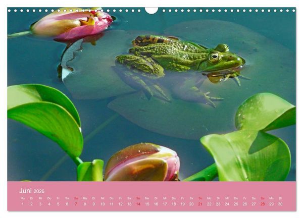 Produktbild: Fauna trifft Flora - Tierischer Besuch im Pflanzenreich (Wandkalender 2026 DIN A3 quer), CALVENDO Monatskalender