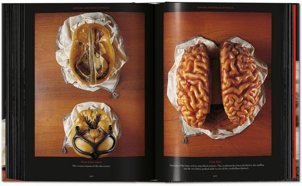 Produktbild: Anatomical Waxes. 45th Ed.