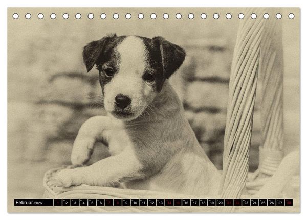 Produktbild: Parson Jack Russel Welpen (Tischkalender 2026 DIN A5 quer), CALVENDO Monatskalender