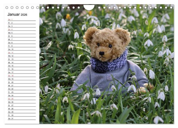 Produktbild: Teddy unterwegs (Wandkalender 2026 DIN A4 quer), CALVENDO Monatskalender