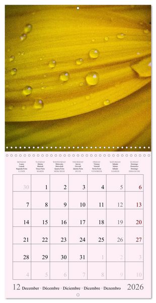 Produktbild: Les saisons en fleurs (Calendrier mural carr&eacute; 2026 30x30 cm) Calendrier double avec une page pour vos prises de notes