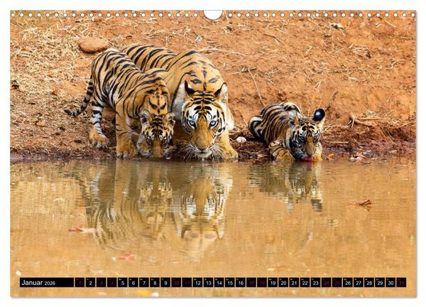 Produktbild: Indien - Im Reich des Tigers (Wandkalender 2026 DIN A3 quer), CALVENDO Monatskalender