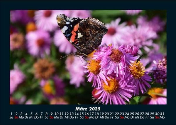 Produktbild: Bunte Pracht der Schmetterlinge 2025 Fotokalender DIN A5