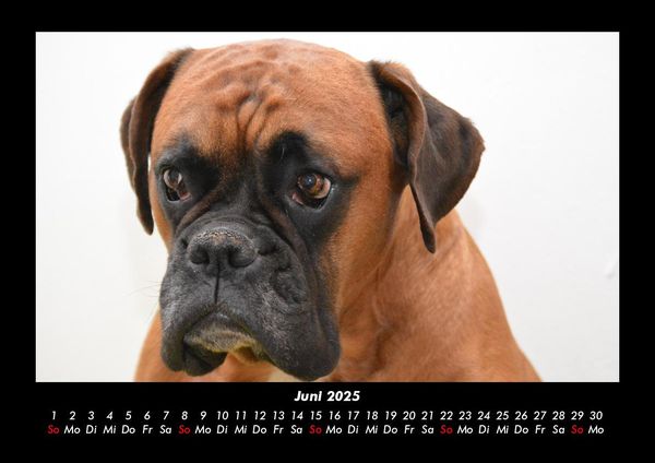 Produktbild: Hundezauber 2025 Fotokalender DIN A3