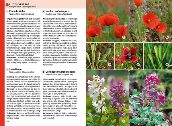 Produktbild: Der gro&szlig;e Kosmos-Naturf&uuml;hrer Tiere und Pflanzen
