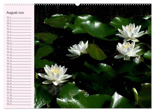 Produktbild: Lotos. Symbol f&uuml;r Reinheit und Kraft (Wandkalender 2026 DIN A2 quer), CALVENDO Monatskalender