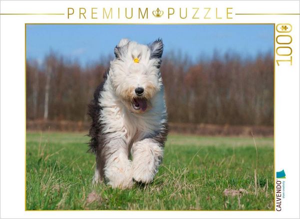Produktbild: CALVENDO Puzzle Rennender Bobtail | 1000 Teile Lege-Gr&ouml;&szlig;e 64x48cm Foto-Puzzle f&uuml;r gl&uuml;ckliche Stunden