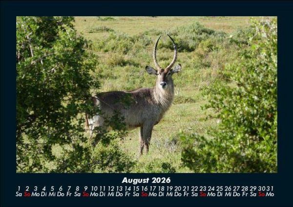 Produktbild: Tierkalender 2026 Fotokalender DIN A5