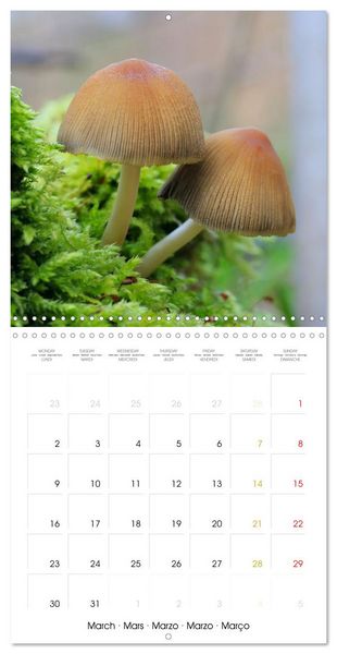 Produktbild: Les champignons - Un monde merveilleux (Calendrier mural carr&eacute; 2026 30x30 cm) Calendrier double avec une page pour vos prises de notes