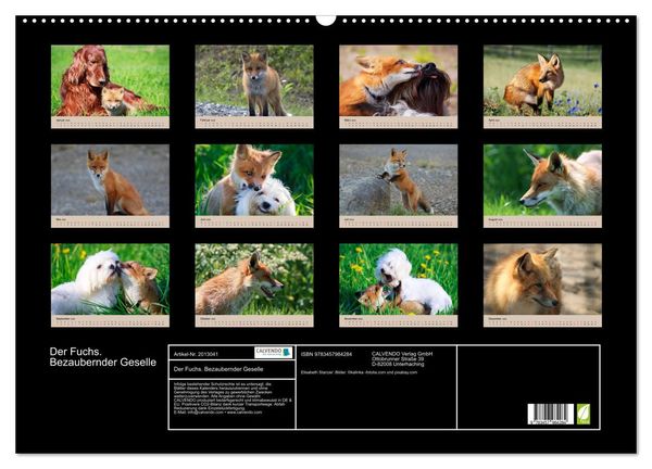 Produktbild: Der Fuchs. Bezaubernder Geselle (Wandkalender 2026 DIN A2 quer), CALVENDO Monatskalender