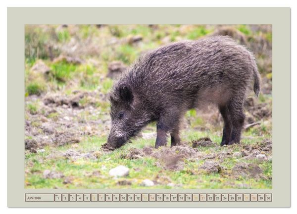 Produktbild: Wildschweine ganz nah an der Sau (Sus scrofa) von Tanja Riedel (hochwertiger Premium Wandkalender 2026 DIN A2 quer), Kunstdruck in Hochglanz