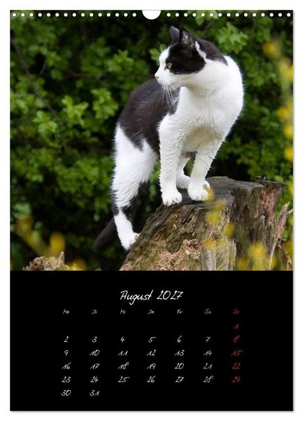 Produktbild: Tiere (Wandkalender 2027 DIN A3 hoch), CALVENDO Monatskalender