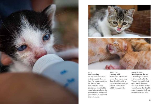 Produktbild: Kittens