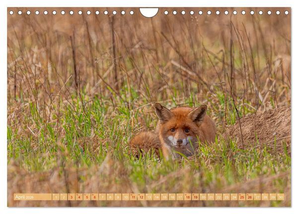Produktbild: Impressionen aus Mecklenburg - Vorpommern (Wandkalender 2026 DIN A4 quer), CALVENDO Monatskalender