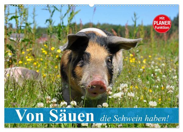 Produktbild: Von S&auml;uen die Schwein haben! (Wandkalender 2026 DIN A2 quer), CALVENDO Monatskalender