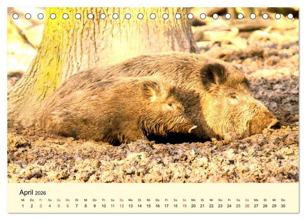 Produktbild: Scheue Wildtiere in heimischen W&auml;ldern und Bergen (Tischkalender 2026 DIN A5 quer), CALVENDO Monatskalender