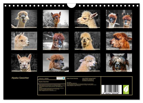 Produktbild: Alpaka Gesichter (Wandkalender 2026 DIN A4 quer), CALVENDO Monatskalender