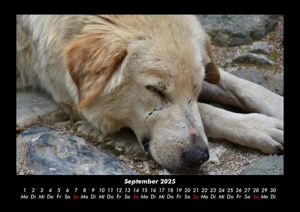 Produktbild: Der Hundekalender 2025 Fotokalender DIN A3