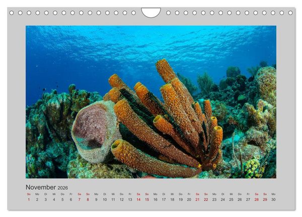 Produktbild: Korallen-Riffe Tauchertr&auml;ume (Wandkalender 2026 DIN A4 quer), CALVENDO Monatskalender