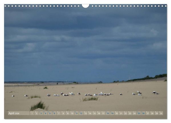 Produktbild: Texel. Neue D&uuml;nen (Wandkalender 2026 DIN A3 quer), CALVENDO Monatskalender
