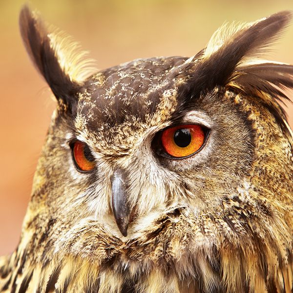 Produktbild: Magic Owls 2024