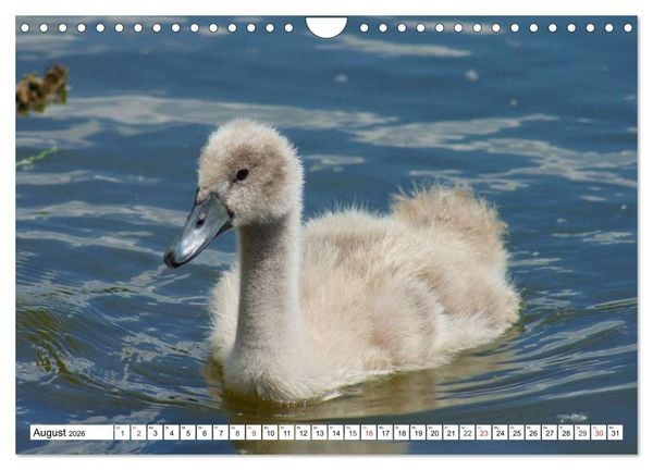 Produktbild: Elegante Schw&auml;ne (Wandkalender 2026 DIN A4 quer), CALVENDO Monatskalender