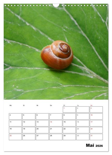 Produktbild: Die geheimnisvolle Welt der Schnecken (Wandkalender 2026 DIN A3 hoch), CALVENDO Monatskalender