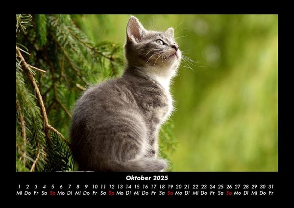 Produktbild: F&uuml;r Katzenfreunde 2025 Fotokalender DIN A3