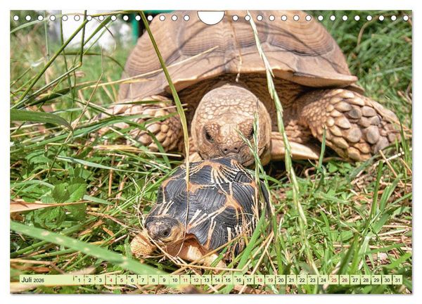 Produktbild: Herkules and Friends (Wandkalender 2026 DIN A4 quer), CALVENDO Monatskalender