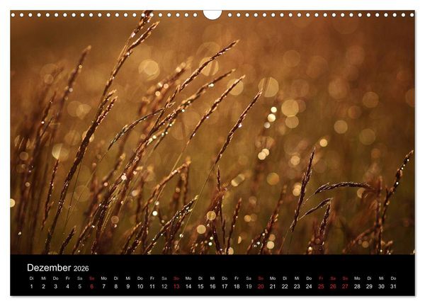 Produktbild: Bl&uuml;tenzauber 2026 (Wandkalender 2026 DIN A3 quer), CALVENDO Monatskalender