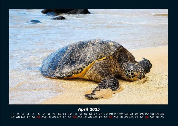 Produktbild: Schildkr&ouml;tenzauber 2025 Fotokalender DIN A4
