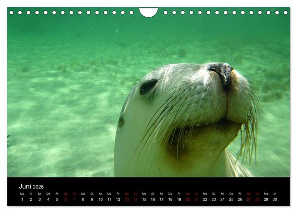 Produktbild: Australian Wildlife (Wandkalender 2026 DIN A4 quer), CALVENDO Monatskalender