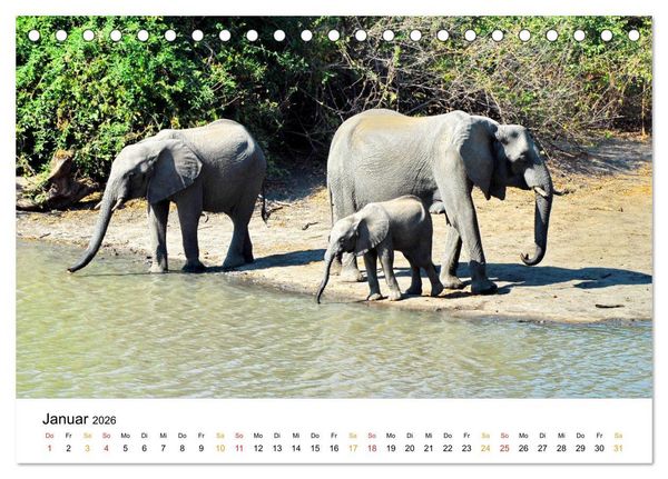 Produktbild: Elefanten Impressionen (Tischkalender 2026 DIN A5 quer), CALVENDO Monatskalender