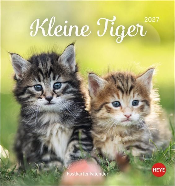 Produktbild: Katzen Postkartenkalender Kleine Tiger 2027