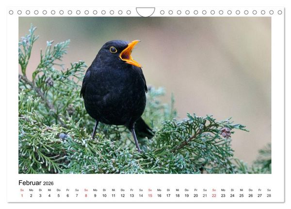 Produktbild: Heimische Gartenv&ouml;gel - Gefiederte Freunde (Wandkalender 2026 DIN A4 quer), CALVENDO Monatskalender
